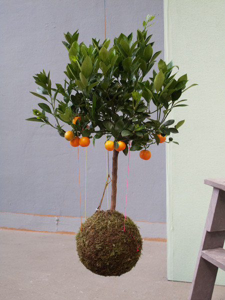 divaneee:  STRING GARDENS