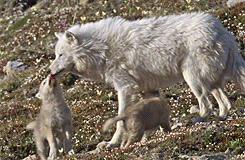  Arctic wolves, BBC’s Frozen Planet  adult photos