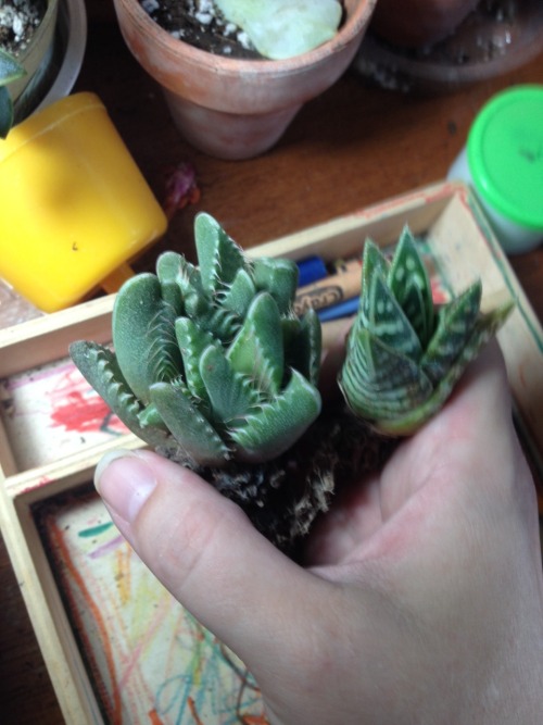 Not from the grocery store: Faucaria felina and Aloe variegata.