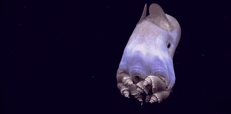 crapstone:  Here are a couple of gifs of the Dumbo Octopus (Grimpoteuthis sp.) encountered by the NOAA Okeanos crew a few days ago in the depths of the Gulf of Mexico off the coast of Florida. (images: NOAA; via: Popular Science)   More unusual creatures