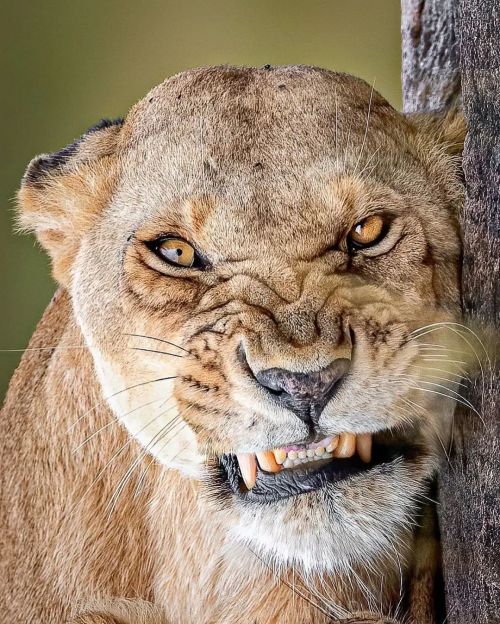 Photo by @yswildlifephotography Angry Lioness. #wild #nature #angry #wildlife #animals #natures #lio