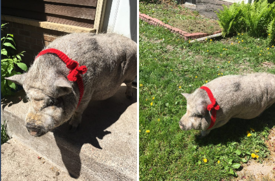 theweirdwideweb:  theweirdwideweb:  theweirdwideweb: Today I knit a 3 foot long red ribbon for my sister’s pig. That pig is a fancy lady! Update from my sister:  