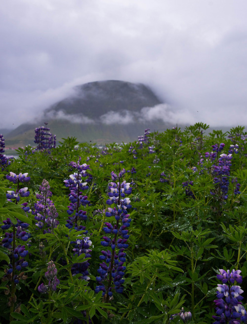 Lupine Iceland by Jorick Homan