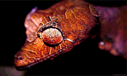 biomorphosis:  Satanic Leaf-tailed Gecko is a nocturnal hunter. With no eyelids, just a transparent covering over their eyes, they use their long, mobile tongues to wipe away any dust or debris instead. They are  master of disguise, with a body that