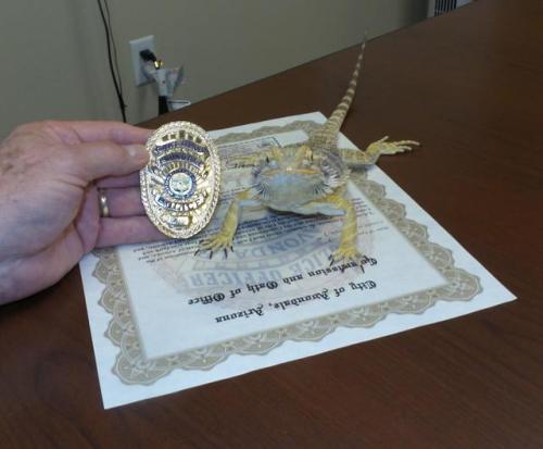 lukia26:  jncera:  furbearingbrick:  jncera:  avondale, arizona just added a drug-sniffing bearded dragon to their police force and the best part his name is OFFICER IROH [source for full story]  oh my god i thought this was clickbait but its fucking