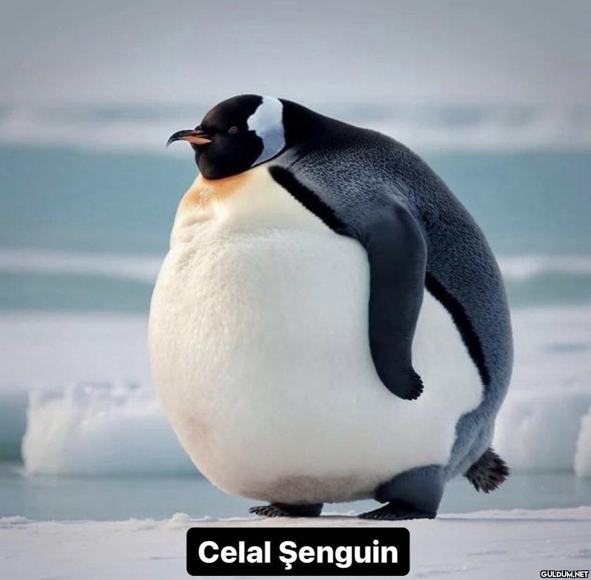 Celal Şenguin   Kaynak