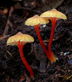 libutron:  Hygrocybe anomala | ©Steve Axford   (Minyon Falls, Nightcap National Park, New South Wales, Australia) Hygrocybe anomala (Agaricales - Hygrophoraceae), a brightly colored mushroom, endemic to Australia. 