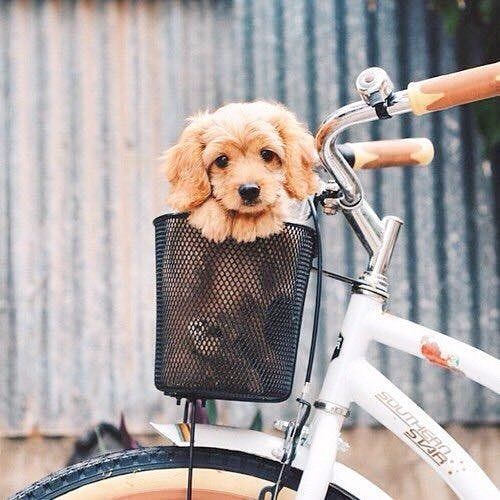 Puppies Make Me Happy
