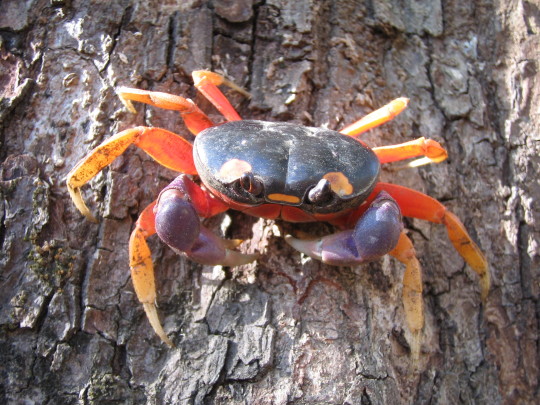 Sex    Cute Crabs    pictures