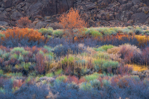 j-k-i-ng:“Cali Grass” by | Arpan DasSierra Nevada mountains, California