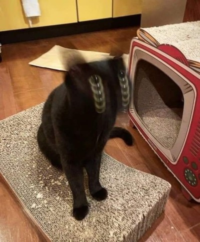 loremerchant:catasters:
