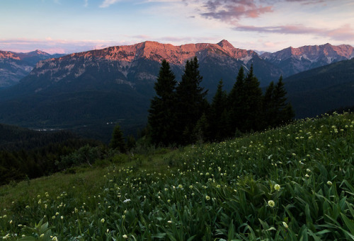 Allium victorialis in bavarian Alps by Chris Meyer
