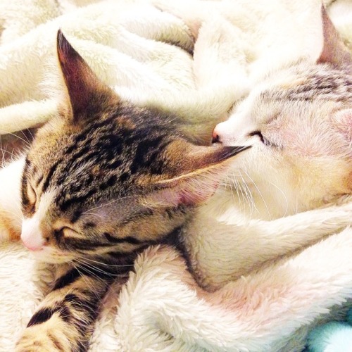 Sex derpycats:  Best Friends - Appa & Momo pictures
