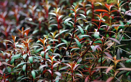 Aquatic Plants: Ludwigia arcuata
Learn more about this stunning plant here.
Photo credit by aquadunia.com