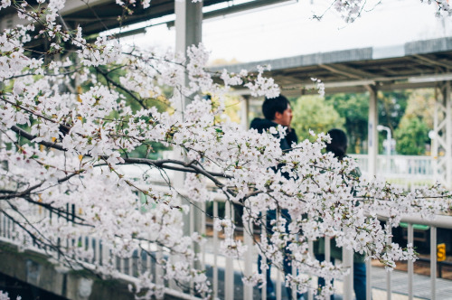 lilli9: Sakura Kyoto, Japan