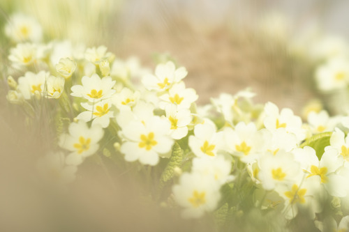 primroses