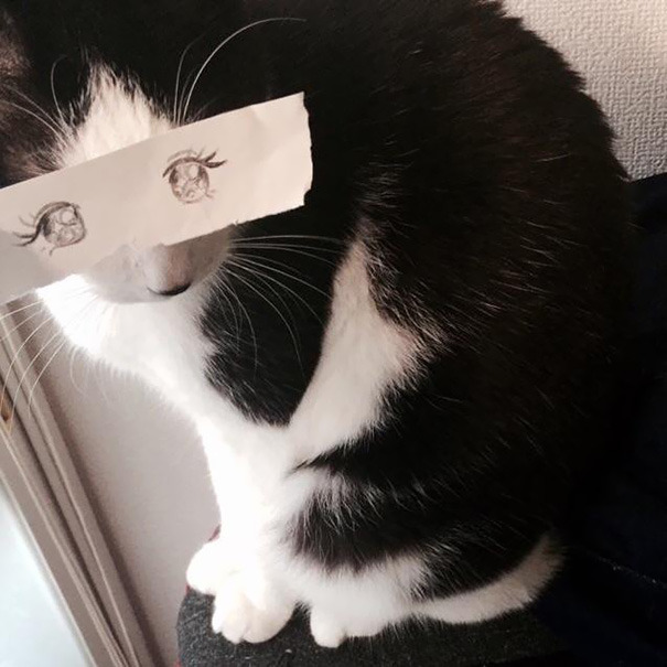 asylum-art:  Fake Cartoon Eyes for Cats Make Everything Better  Via:  kotaku Japanese