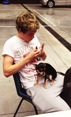 mr-styles:  @1DLilypup: Walking all over @Real_Liam_Payne on Saturday :)/@NiallOfficial looks bored with me already! ;) 