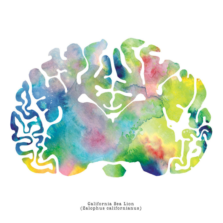 artagainstsociety:  Watercolor Animal Brain Paintings by J. Sayuri