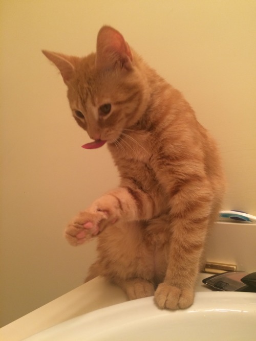 unflatteringcatselfies:My kitten Dexter, mid paw lick.