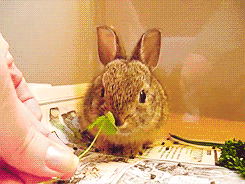 twerkforyoutube:  BUNNIES THO.              ilysm    masterdean94