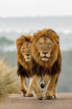beautiful-wildlife:  Lions by © memsandfaridacarim