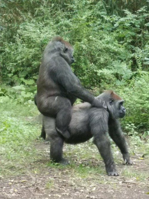 carnival-phantasm:bilbo-swwaggins:I need everyone to witness what i witnessed at the zoo todayYou wi