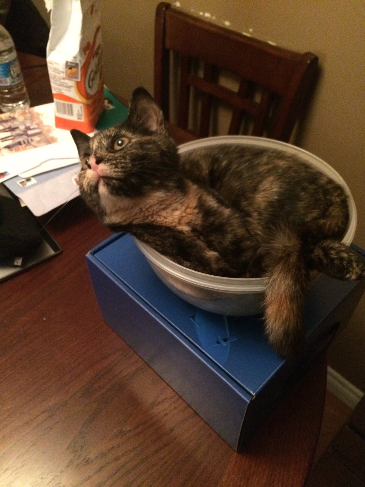 fartgallery:  Cera got in this bowl and won’t get out
