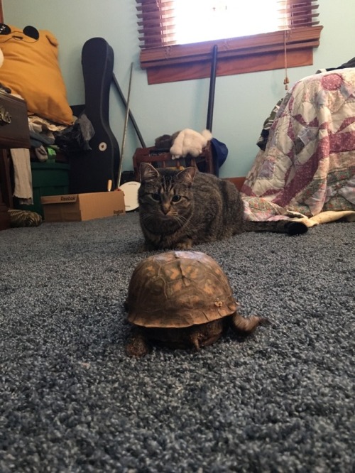 So my boyfriend has a pet turtle her name is Mrs. T and she’s around 20 years old and my cat j