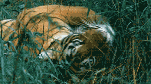 pookie-bear17:  if you like Tigers we have something in common 