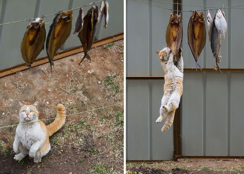 elkian: thelifeofacatlady: beben-eleben: Cat-Thieves That Were Caught Red-Pawed Hahahah cats are the