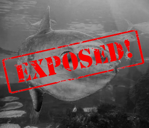 Mola Mola. The Mola We All Knowla. The Mola We All Molove. What An Incredible Creature, Mola Mola Is!