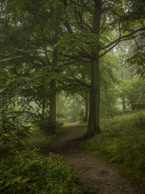 A Path Through the Woods by Damian Ward