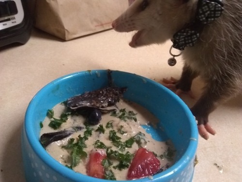 Today&rsquo;s special meal has a special mix of turkey, duck, and chicken! On top of that mix ar