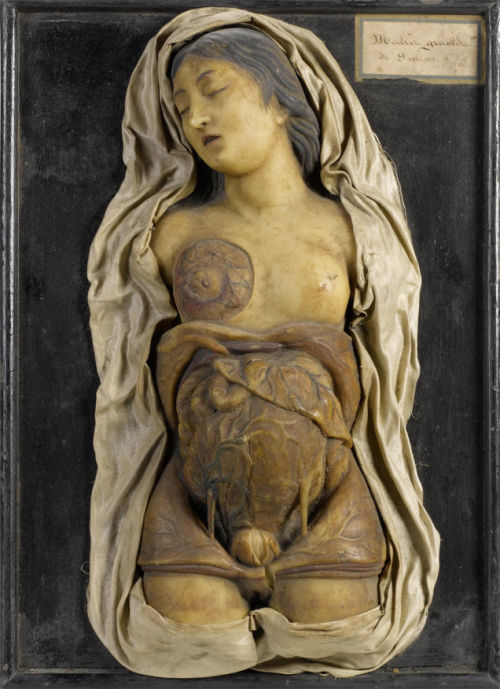 coolthingoftheday:    A wax anatomical half model of the torso of a pregnant woman, from early 19th century France.  