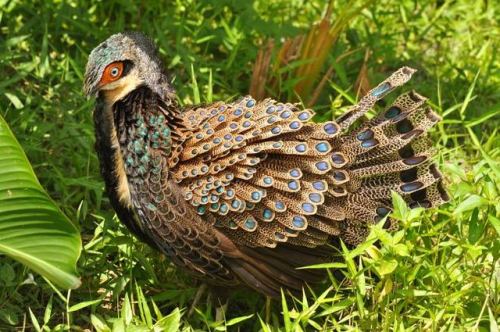 lovingexotics: Bornean Peacock-Pheasant Polyplectron schleiermacheri Source: Here