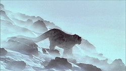 refugeofthewild2:  Refúgio do Wild 2  