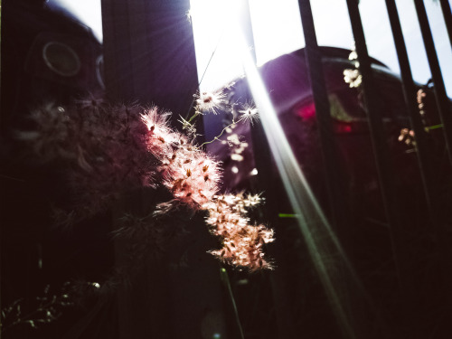 A Sun And Flower