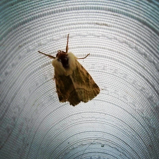 Moths…