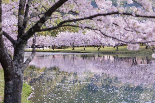 [ The spring view ] 70mm, f/2.8, ISO 100, 1/800sec Taken at Nara, Japan. 奈良県にて。