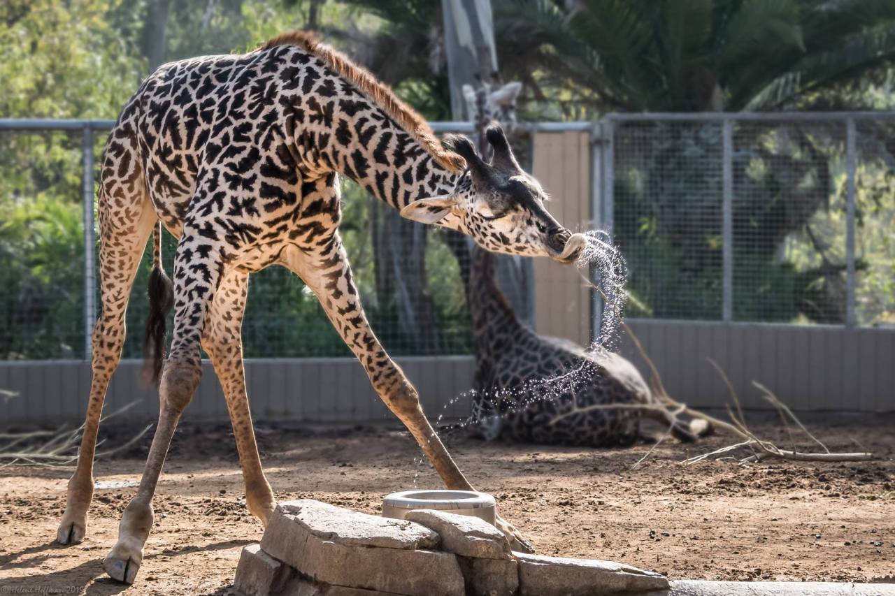 sdzoo:  Fred the giraffe has fun at the water bowl. (photos by Helene Hoffman)