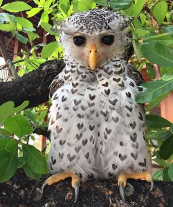 sixpenceee:  Feathers of the spot-bellied eagle-owl appear as hearts. (Source) 