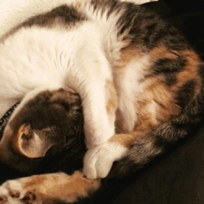 world-of-cats:Her name is Nebula. Miss Nebbie for short
