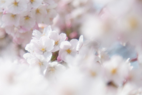 さくら今年も春がやってきた。開花は遅かったけど、満開は例年どおり。