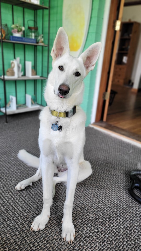 katiiie-lynn:Hanging out in the reading room today and the pups joined me per usual