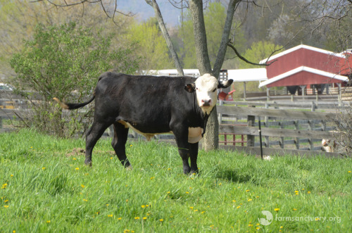 animalsoffarmsanctuary: Frank Escaped Slaughter, and Now He’s Finding His Way in the Herd Fr