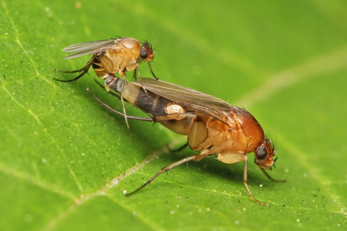 Mating flies and a mite.