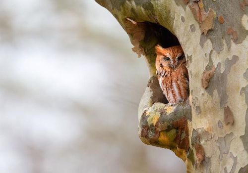 cats-and-stuff:Screech Owl by  Ashleigh Scully