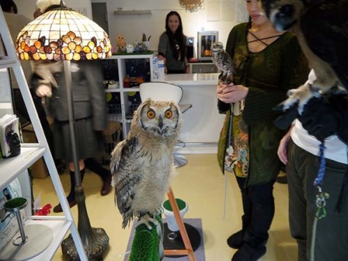 and-then-sara:catsbeaversandducks:Owl Cafe: Because Owls are Flying CatsJapan is known for it’s craz