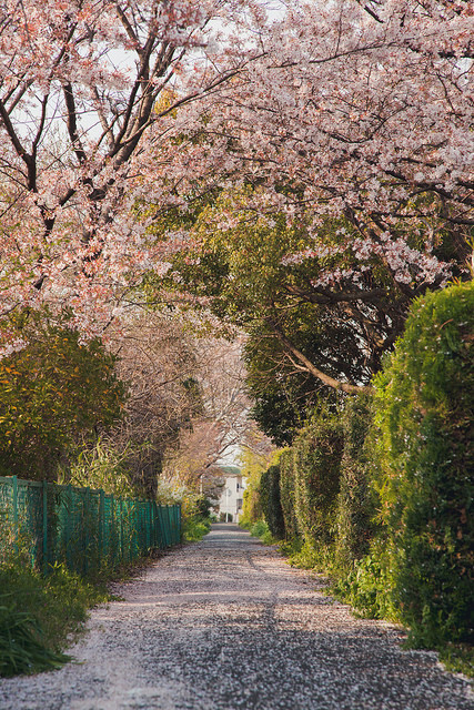 japan-overload:  飛鳥川 by igu3 on Flickr.